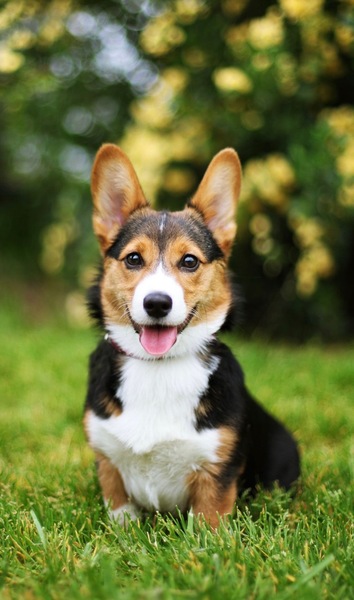 PET Friendly King Room Photo 1